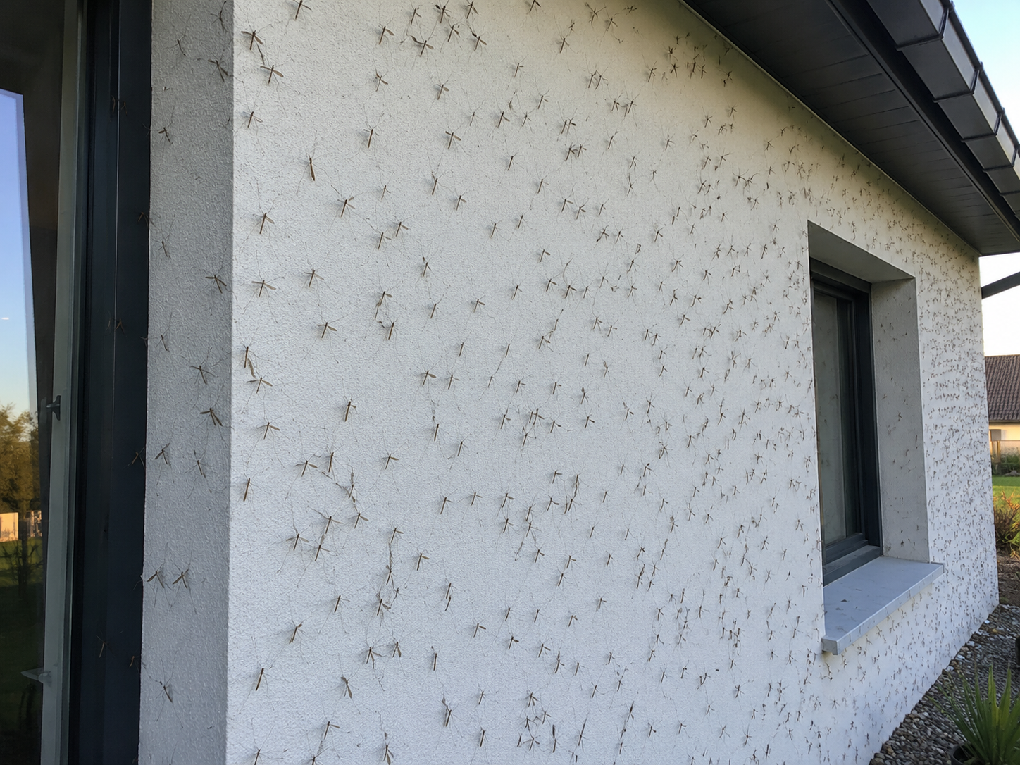infestation-tipules-façade-de-maison