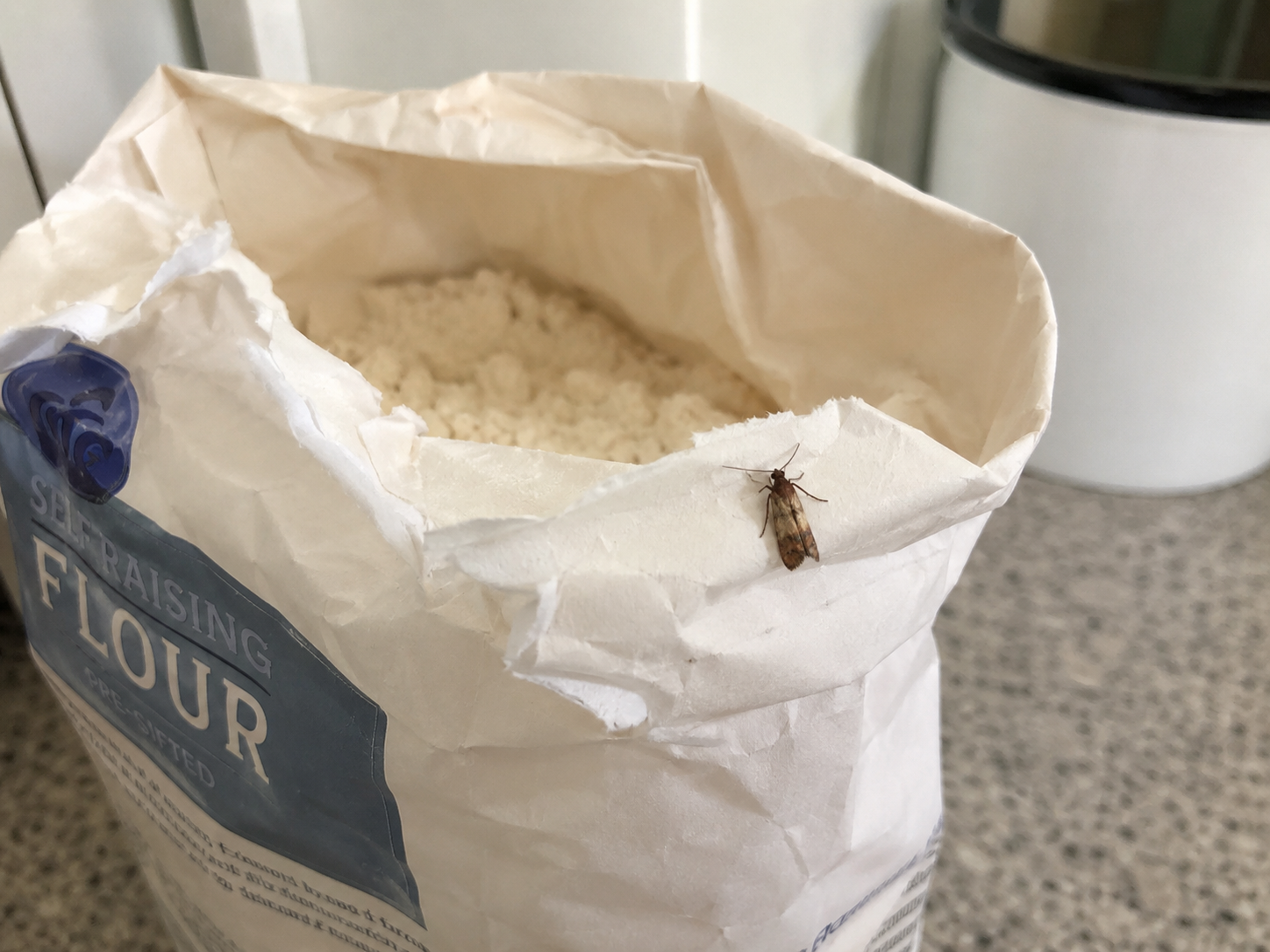 mite-alimentaire-farine