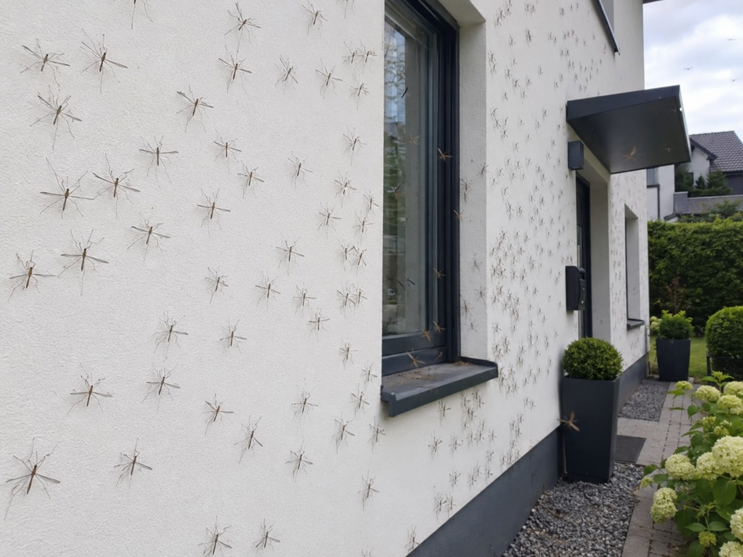 tipules-sur-une-facade